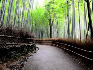 bamboogroves